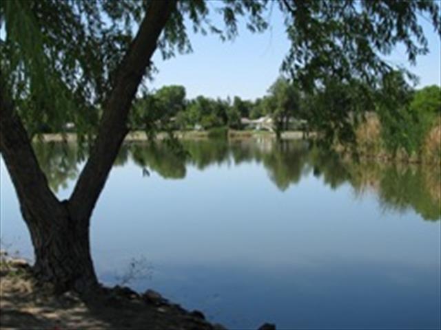 A tranquil lake framed by a tree in the foreground